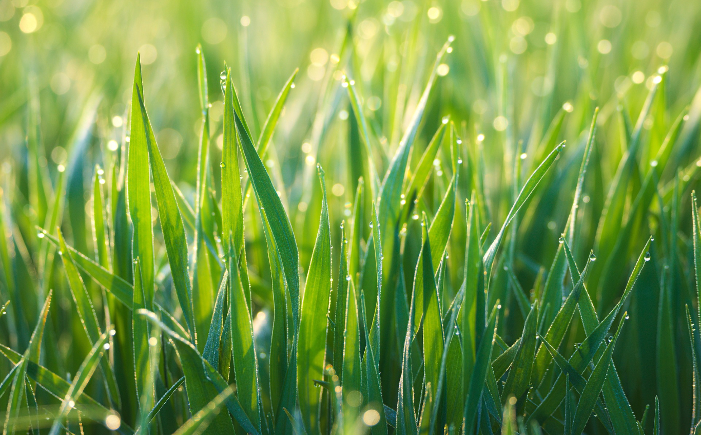 朝露のついた芝生の草の画像