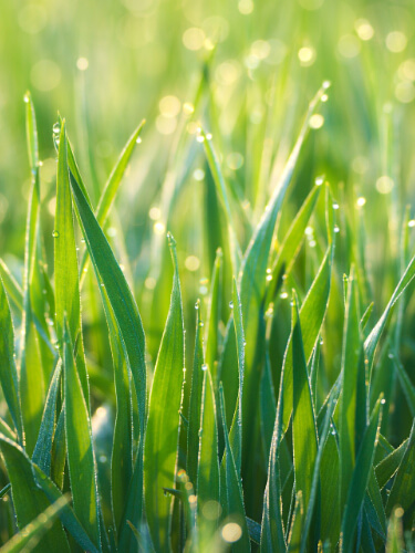 朝露のついた芝生の草の画像